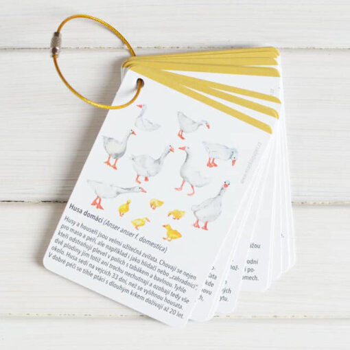 Domácí zvířátka - kartičky do přírody